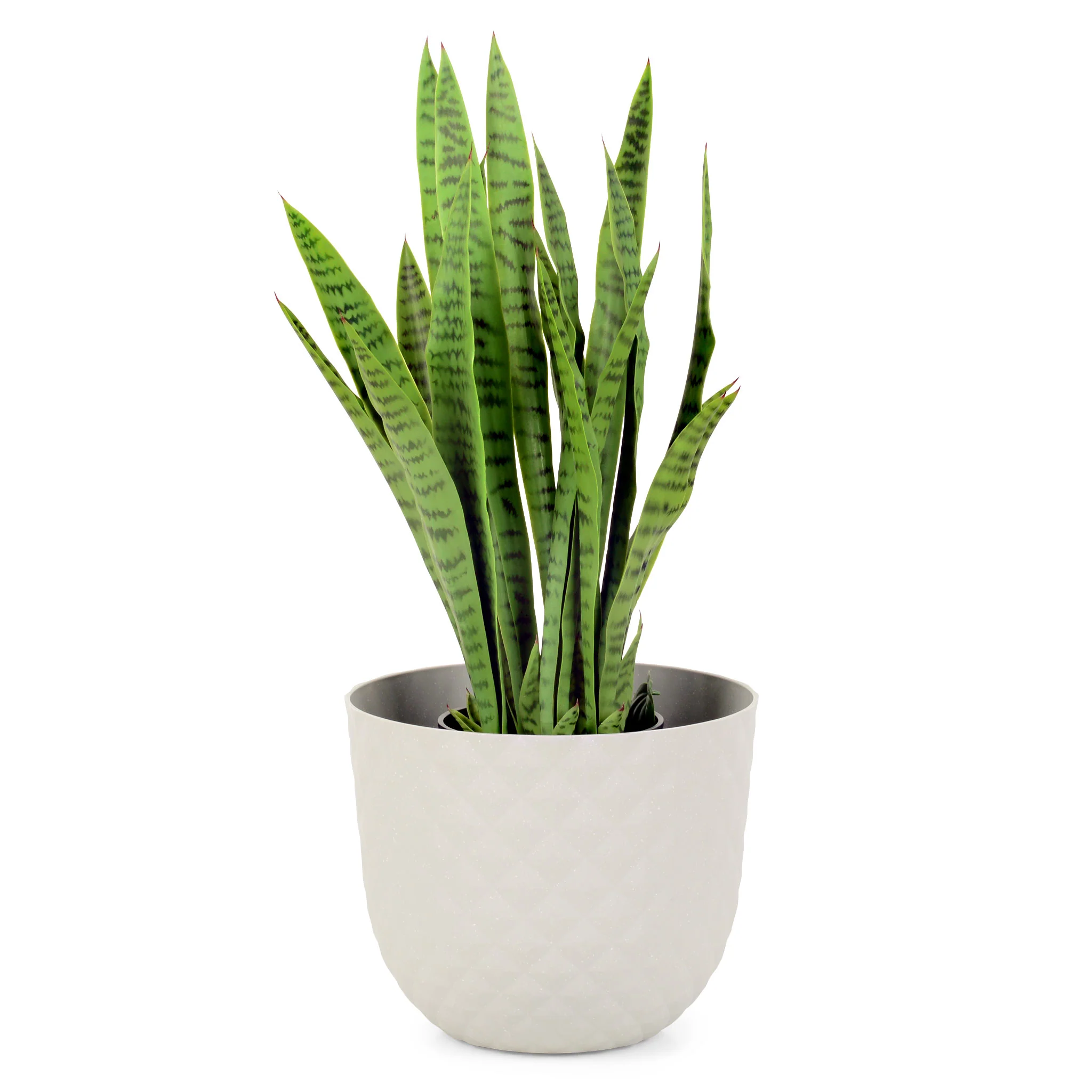 HAVANA Ghiveci, D.40cm - Image 18