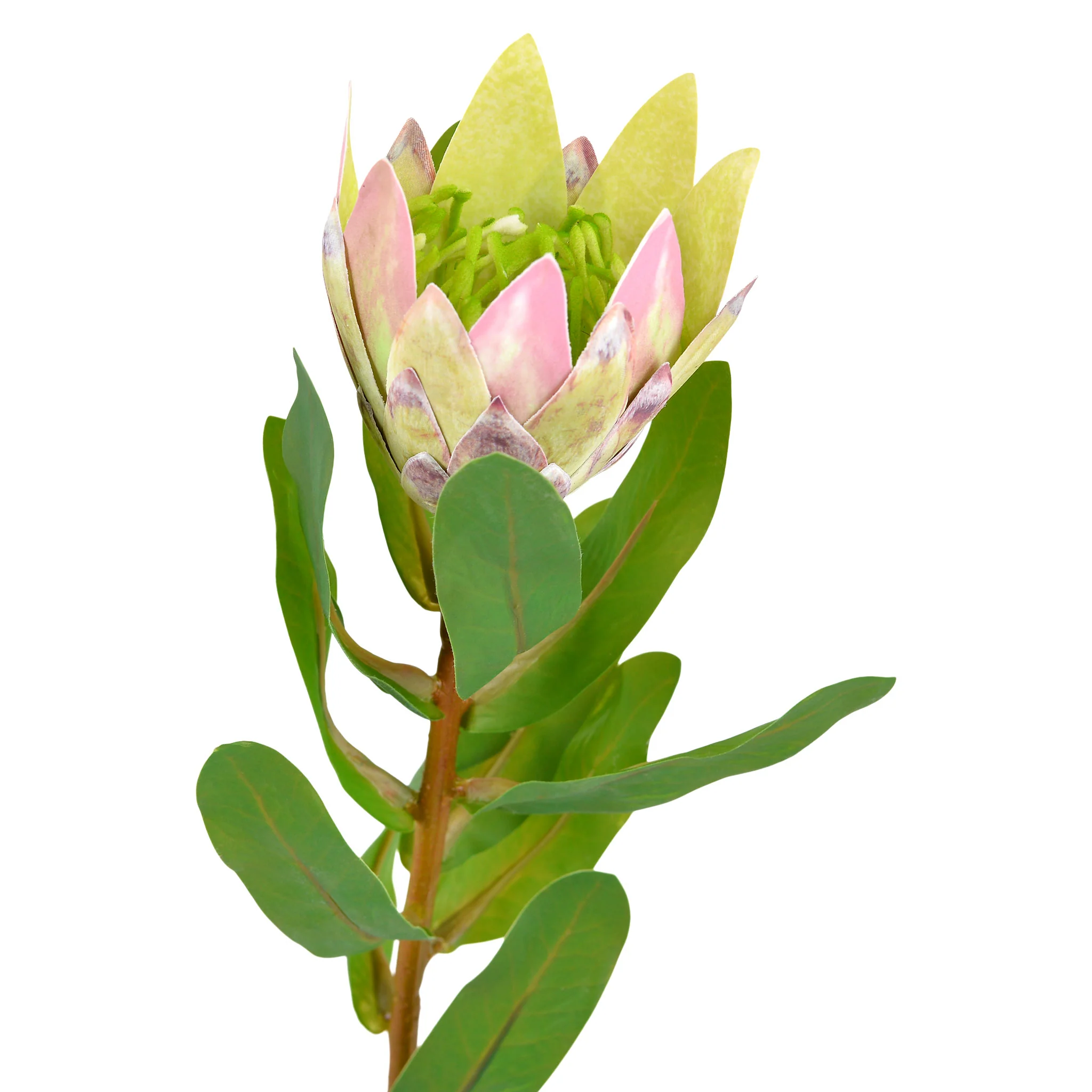 PROTEA Floare artificială - Image 3