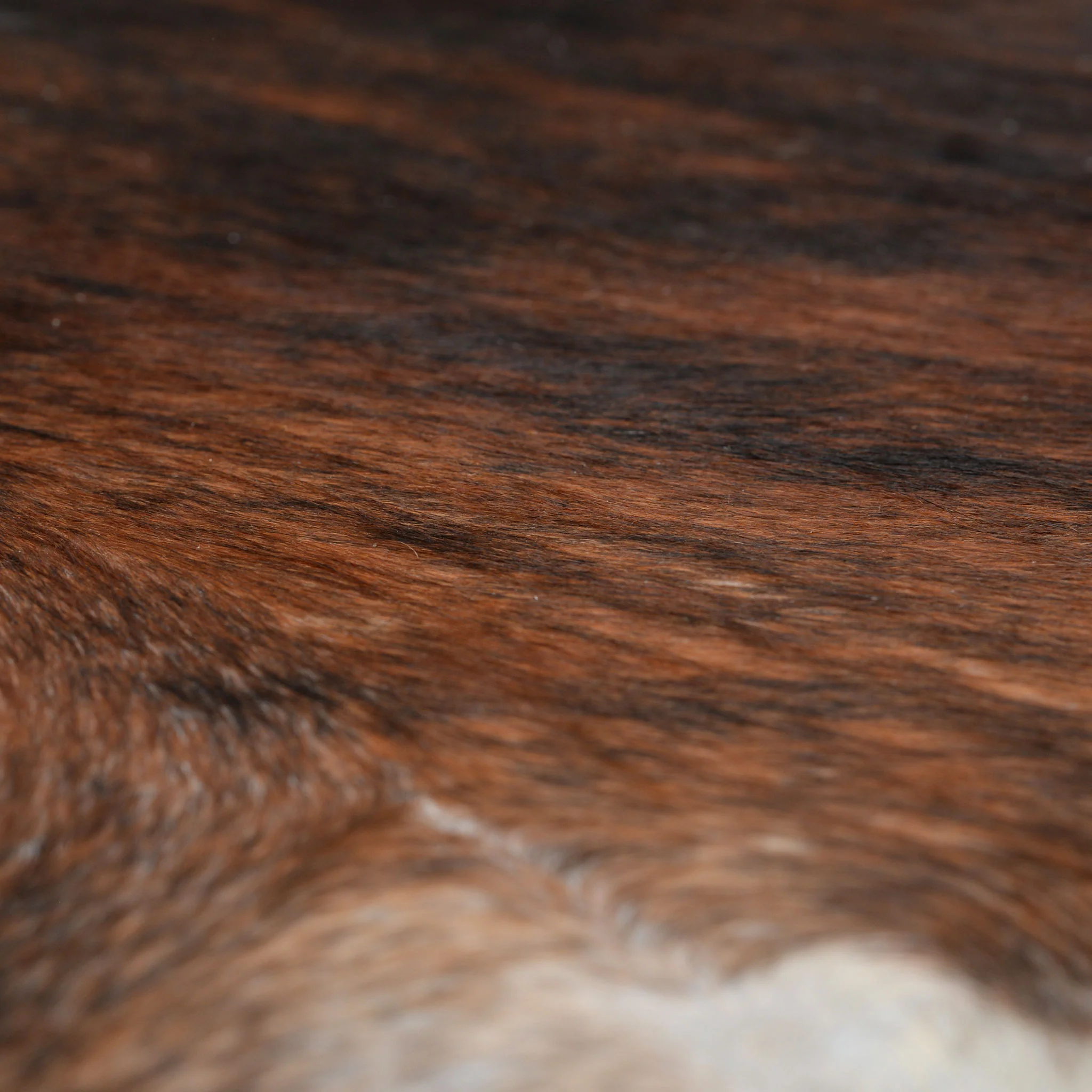 COW HIDE99 Covor cameră - Image 3